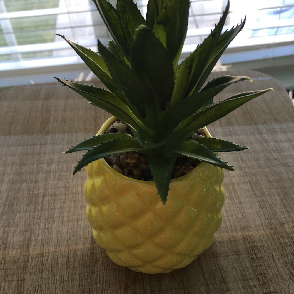 Fake Pineapple Plant